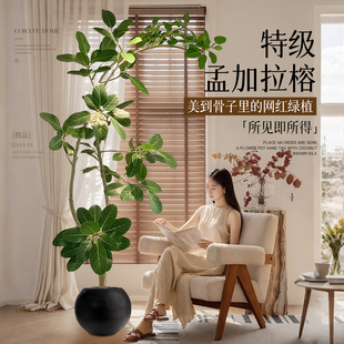 孟加拉榕客厅绿植黄金榕客厅高级感室内大型植物落地盆栽好养易活