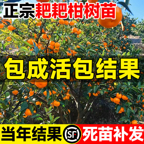 正宗四川春见耙耙柑树苗橘子果苗