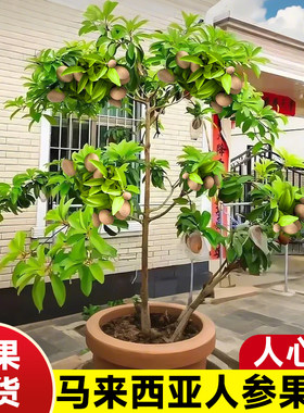 人心果树果苗马来西亚人参果盆栽