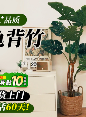 龟背竹客厅大盆栽老桩大叶室内大型落地绿植物高级感盆景懒人好养