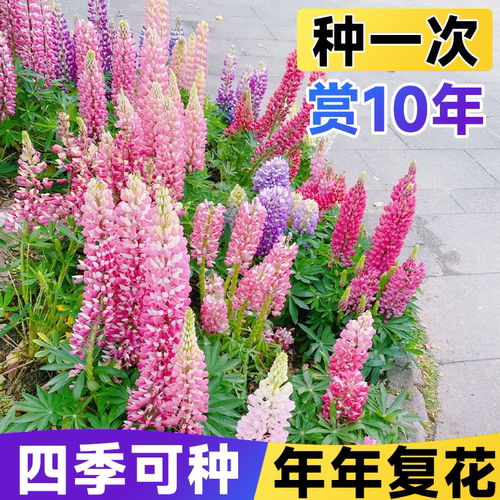 四季播种花种籽子易活鲁冰花植物