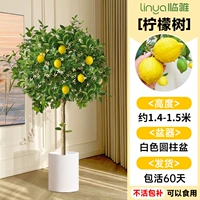 Лимонное дерево высотой около 1,4-1,5 метра в белом цилиндрическом горшке [со множеством ветвей и множеством результатов] бесплатный шелк кокосовой пальмы + поднос + удобрение.