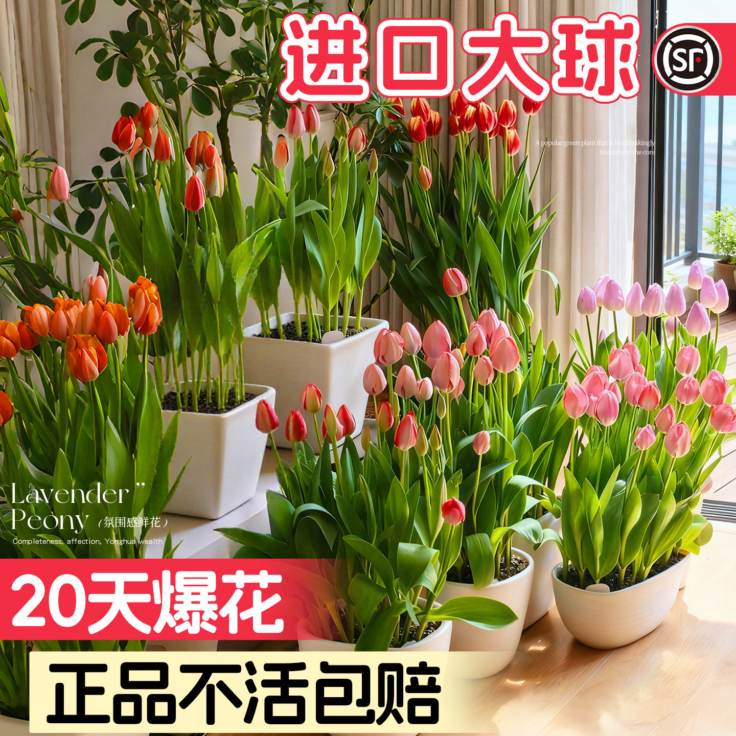 进口郁金香种球水培土培植物地栽花好养绿植水仙花卉重瓣花种苗,鲜花速递/花卉仿真/绿植园艺,绿植,淘宝优惠券,粉丝福利购,淘宝优惠卷