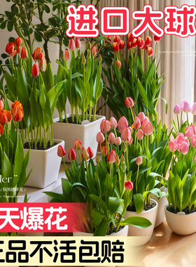 进口郁金香种球水培土培植物地栽花好养绿植水仙花卉重瓣花种苗