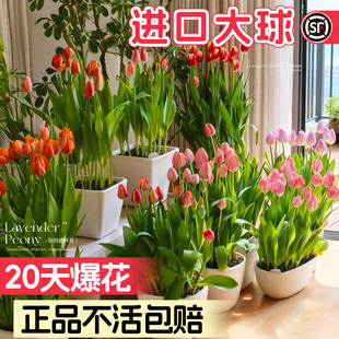 进口郁金香种球水培土培植物地栽花好养绿植水仙花卉重瓣花种苗