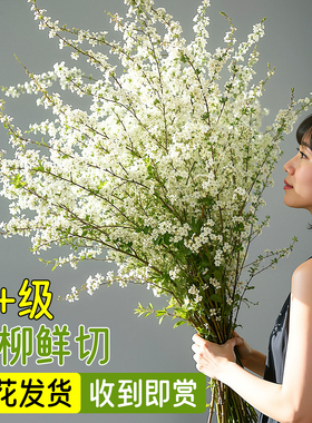 雪柳鲜枝带花苞水养干枝冬季耐寒花卉云南发水培植物室内好养绿植