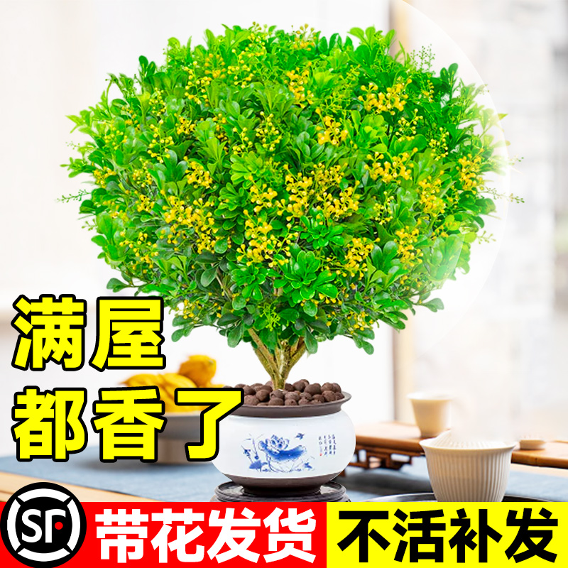 香水米兰花盆栽带花绿植驱蚊植物花卉卧室内四季开老桩茉莉花树苗