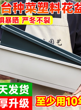 阳台菜苗种植盆养花种菜一盆搞定