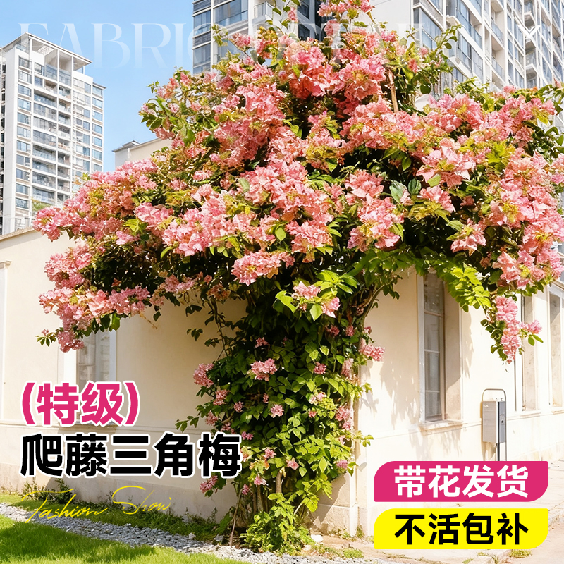 【卡亚塔三角梅】特级不活包赔