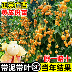 广西鸡心黄皮果树果苗纯甜正宗大苗带土带叶种植南方盆栽庭院地栽