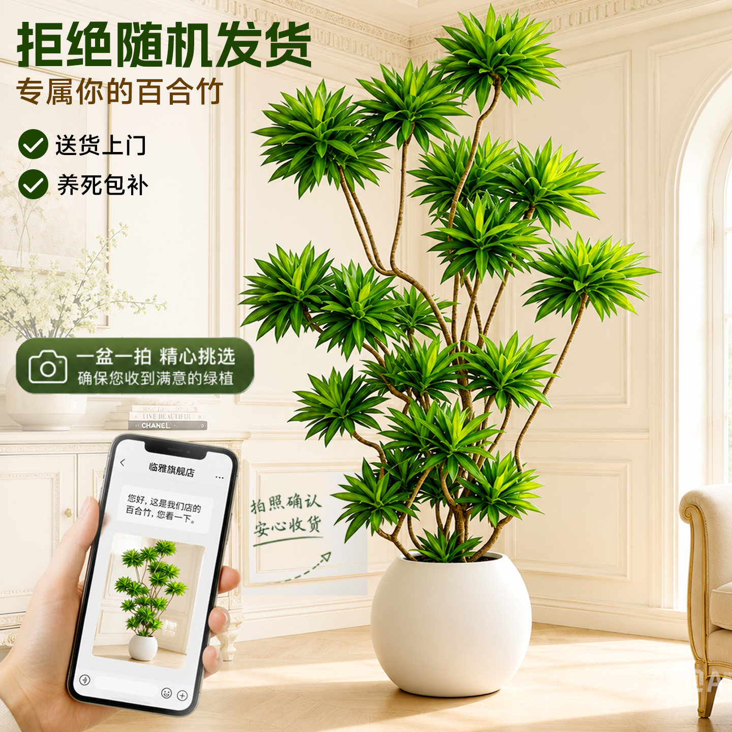 百合竹客厅真绿植老桩造型可选货图片
