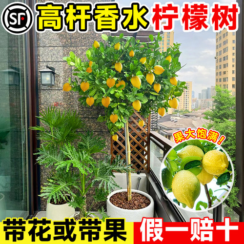 高杆香水柠檬树大苗盆栽客厅种植