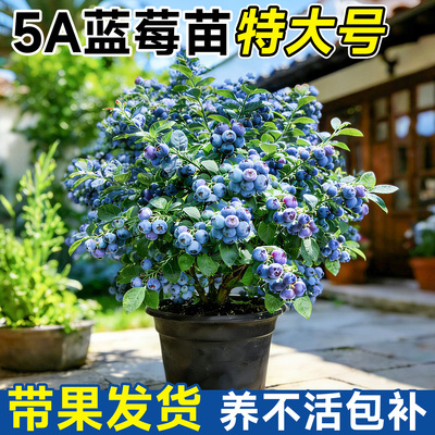 【带果发货】蓝莓树果苗特大号