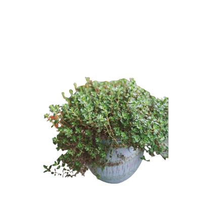 百里香可食用驱蚊迷迭香薄荷香草