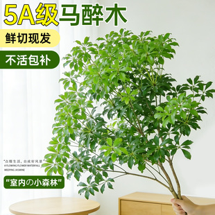 进口马醉木水培植物鲜切枝美男树吊钟枝条室内客厅水养绿植盆栽