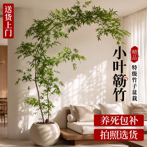 【A+造型盆景】小叶簕竹收到即赏