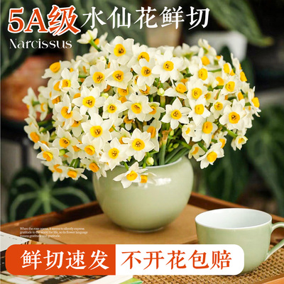 特级漳州水仙花鲜切现发满屋飘香