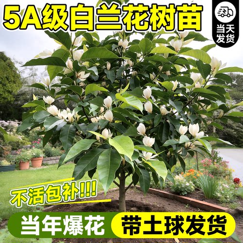 5A白兰花树苗带花苞带土球不活补