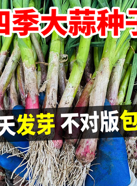 大蒜种子紫皮红皮宽叶新苗种籽四季根农家土蒜头原种优质新鲜批发