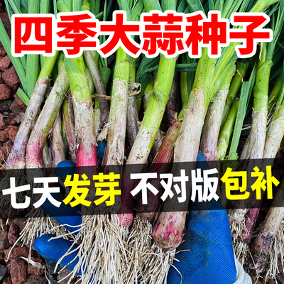 大蒜种子七天发芽不对版包补