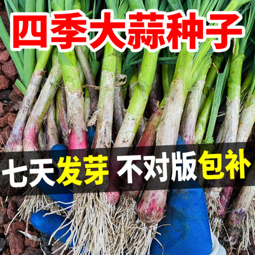 大蒜种子七天发芽不对版包补
