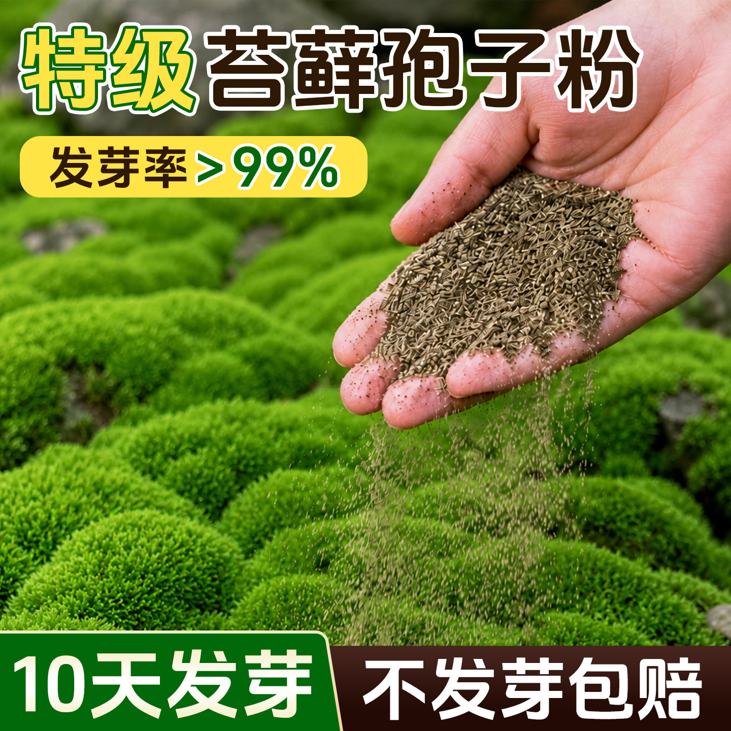 【苔藓孢子粉】包成活不活包赔图片