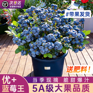 蓝莓树果苗盆栽带大果云南l25花香蓝莓车厘子四季绿植室内结果