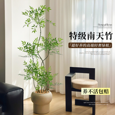 南天竹客厅高级感轻奢盆栽