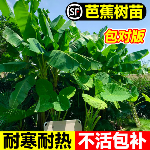 【好看好养】芭蕉树苗不活包补