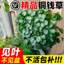 精品大叶铜钱草水培植物水养带叶金钱草籽客厅办公室内外绿植盆