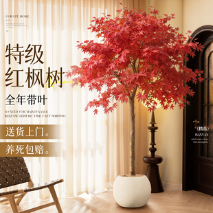 红枫盆栽树苗四季红室内大型绿植盆景中国红造型庭院老桩造景好养