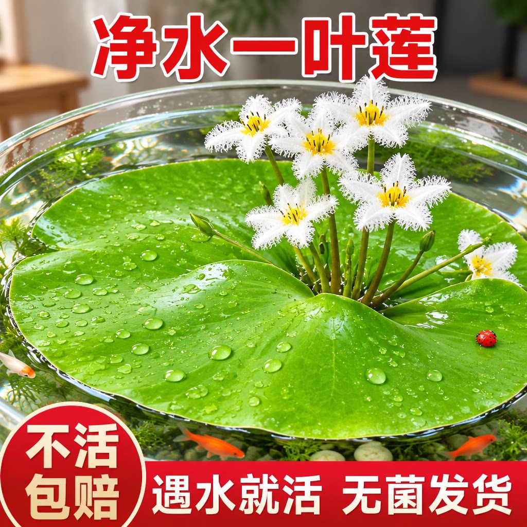 一叶莲水培植物室内鱼缸水草造景挺水植物碗莲睡莲水养好养活绿植