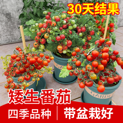 【特级番茄苗】包成活对版至结果