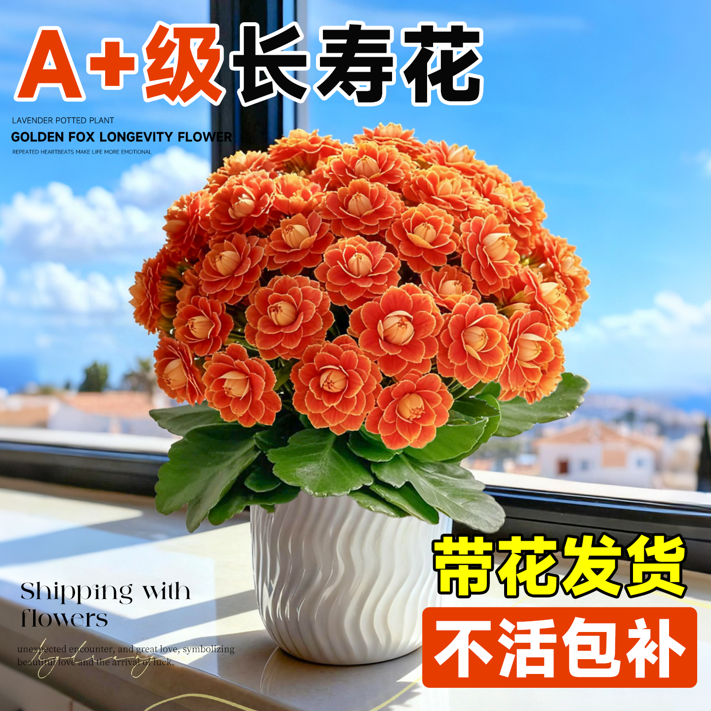 A+级长寿花盆栽四季好养包对版
