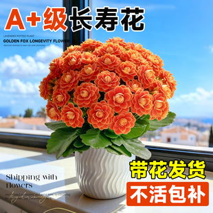 长寿花盆栽重瓣金狐狸大花带花苞花苗四季 好养开花室内花卉绿植物