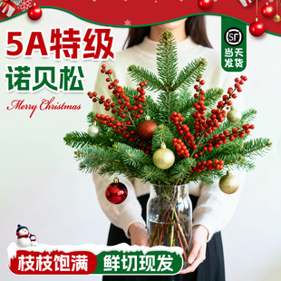 新鲜进口诺贝松鲜切圣诞树真树圣诞花束北美冬青红果装饰插花材料
