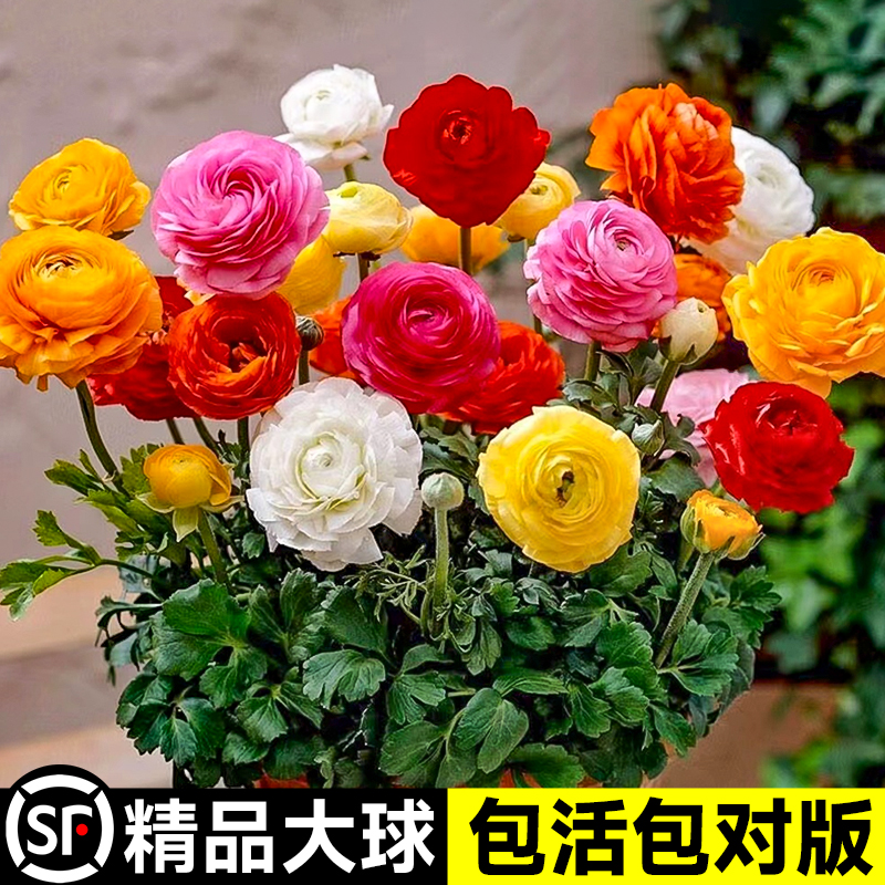 进口重瓣花毛茛种球包活包对版