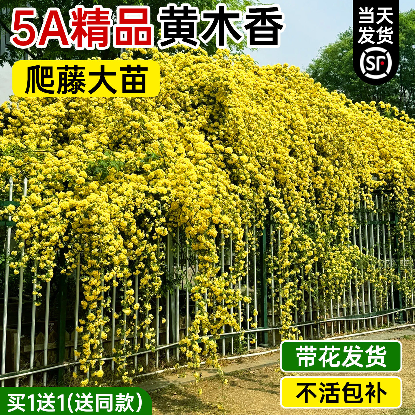 黄木香花苗爬藤植物重瓣红木香树苗花卉蔷薇老桩盆栽庭院四季好养图片