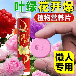 植物营养片通用型花肥养花果蔬菜发财树营养缓释肥片绿植花卉肥料
