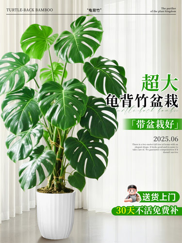 龟背竹室内大型绿植客厅高级感盆栽大叶老桩落地式大气好养活植物