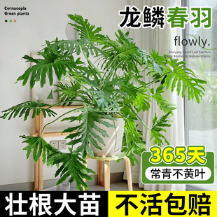 常青 龙鳞春羽盆栽大叶老桩观叶植物蔓绿绒春雨室内绿植好养活四季