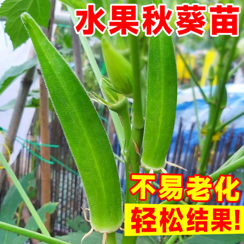 秋葵苗盆栽家庭阳台四季种植好养