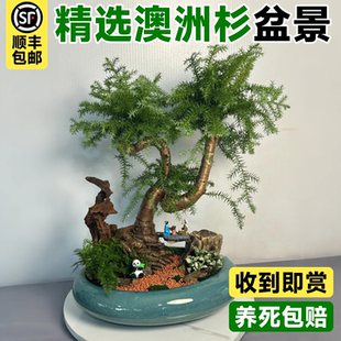 好养 澳洲杉盆景不老松松树老桩盆栽室内办公室桌面禅意绿植物四季