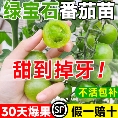 【包成活至结果】精品绿番茄苗