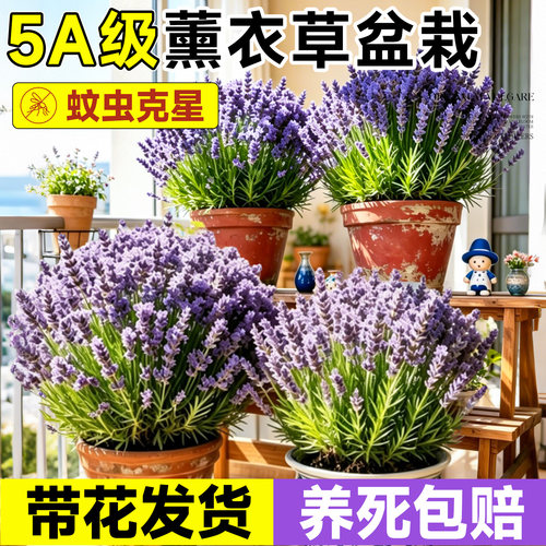 薰衣草盆栽四季驱蚊带花大苗