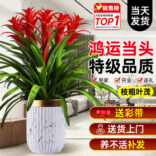 鸿运当头带花盆栽客厅办公室内四季常青大型绿植物富贵花卉金钱树