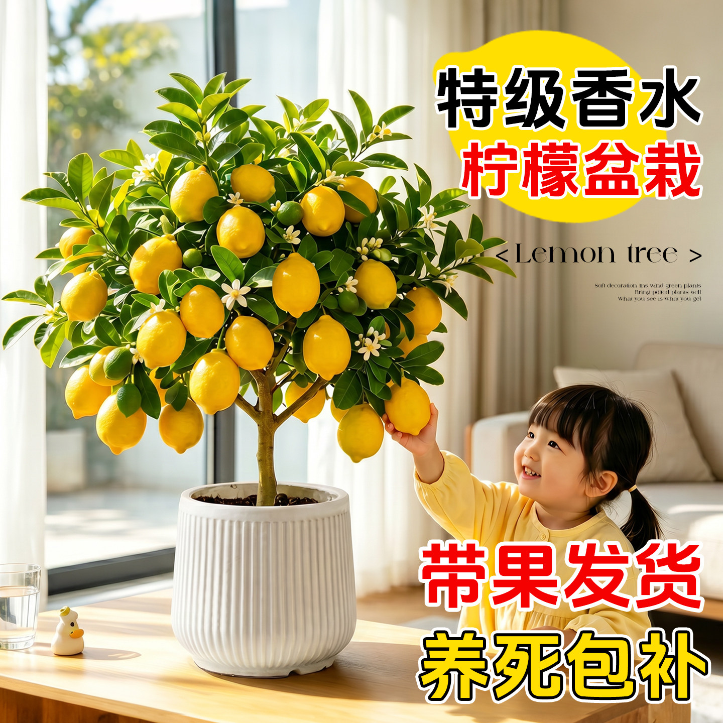 香水柠檬树盆栽老桩带果水果树苗客厅绿植物可食用室内外阳台结果