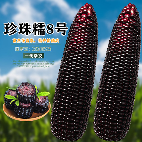 黑甜糯黑糯玉米种子紫玉米