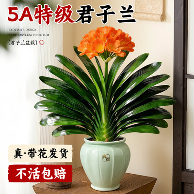 【5A级君子兰】国宝级真爆花发货