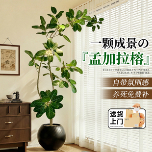 孟加拉榕客厅绿植室内大型植物黄金榕高级感盆栽客厅高端大气好养